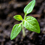 Plantation de foret selon Akira Miyawaki