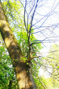 sécheresse des arbres et changement climatique en Méditerranée