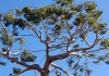 sécheresse des arbres et changement climatique en Méditerranée