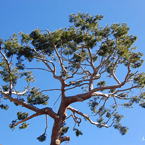 sécheresse des arbres et changement climatique en Méditerranée