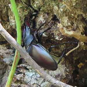 insectes xylophages de l'arbre