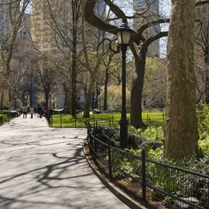 Gestion des arbres en ville