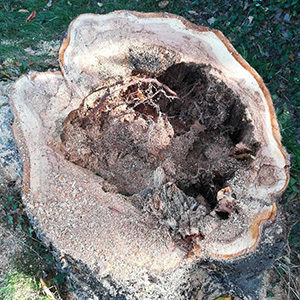 les champignons lignivores