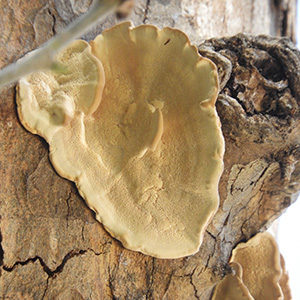 les champignons lignivores