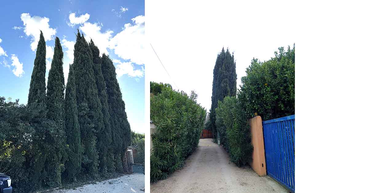 Préservation d'arbres en limite de propriété