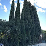 Préservation d'arbres en limite de propriété