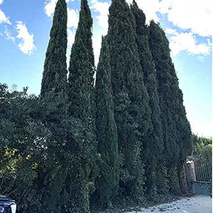 Préservation d’arbres en limite de propriété