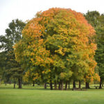 Le diagnostic phytosanitaire : pour la santé des arbres