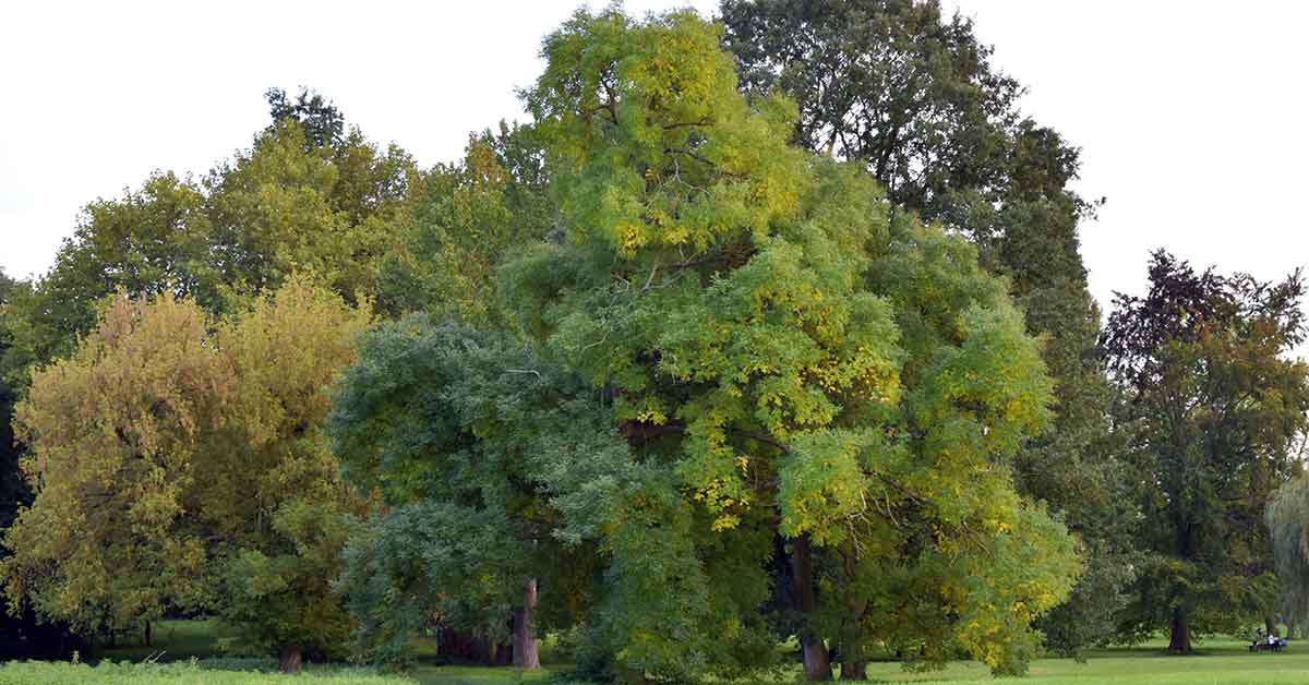 Le diagnostic phytosanitaire : pour la santé des arbres