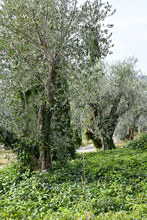 Agroecologie en oliveraie