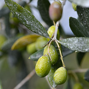 Agroécologie en oliveraie