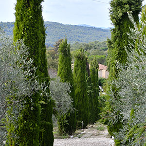 Agroécologie en oliveraie