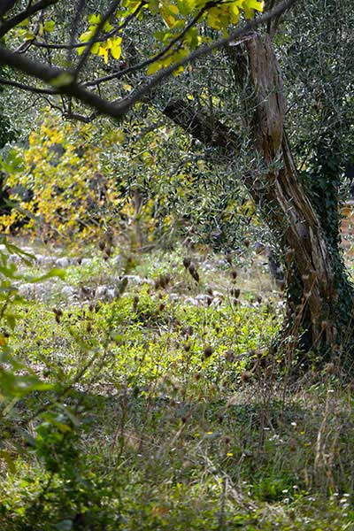 Agroecologie en oliveraie