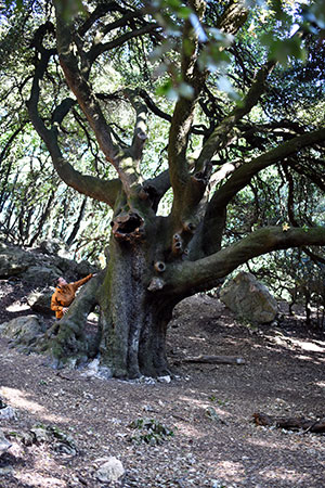 préserver les vieux arbres