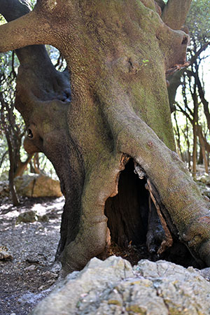 préserver les vieux arbres