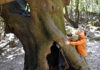 préserver les vieux arbres