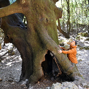 préserver les vieux arbres