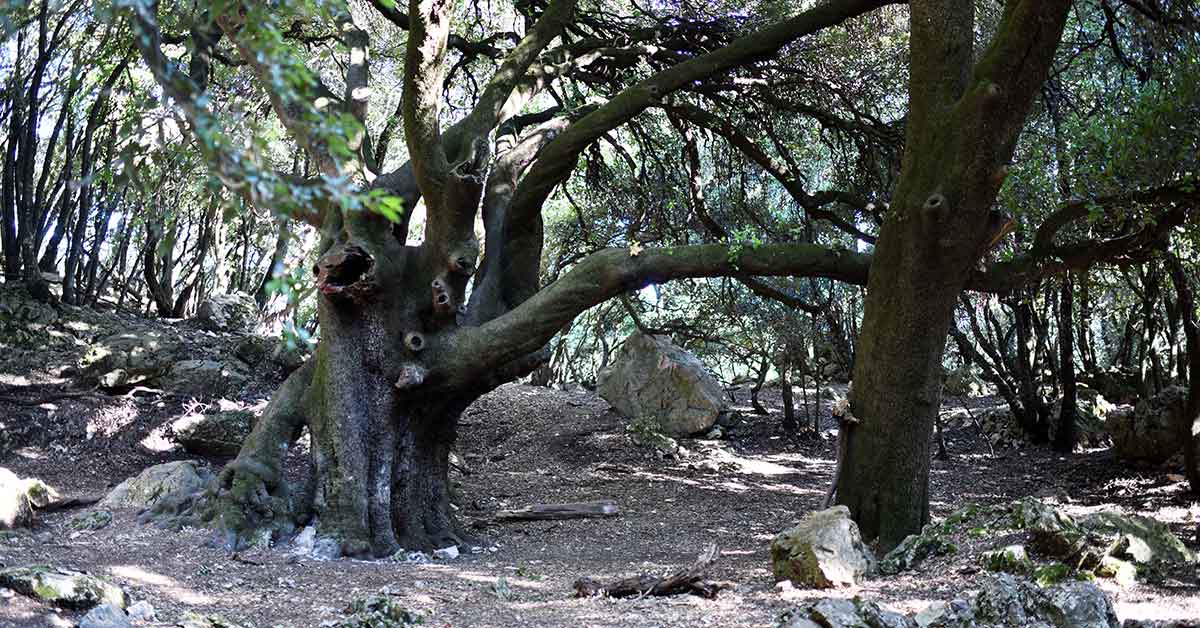préserver les vieux arbres