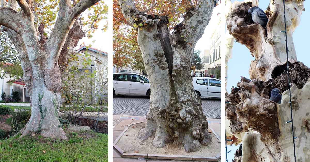 Expertise de patrimoine arboré