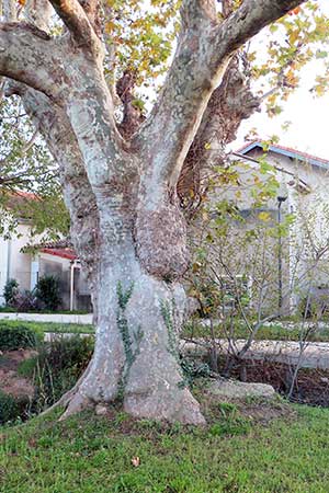 Expertise de patrimoine arboré
