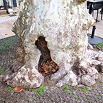 Expertise de patrimoine arboré