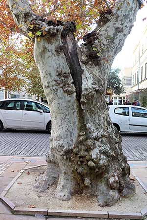 Expertise de patrimoine arboré