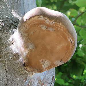 les champignons lignivores