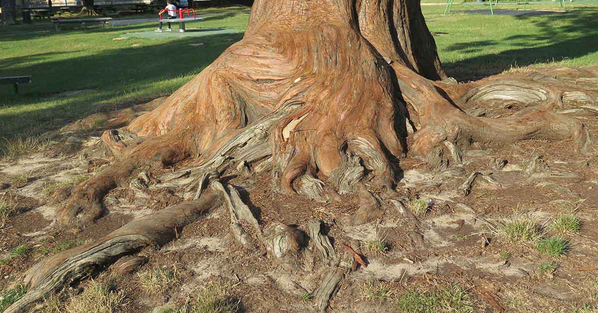 Les arbres aussi ont un microbiote !