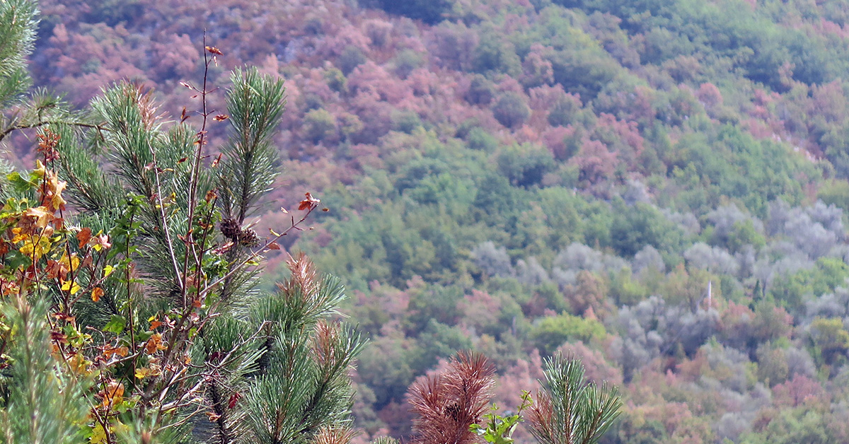 Effets de la sécheresse sur les arbres