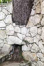 Diagnostic arbre avant travaux