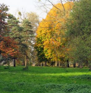 Inventaire de patrimoine arboré