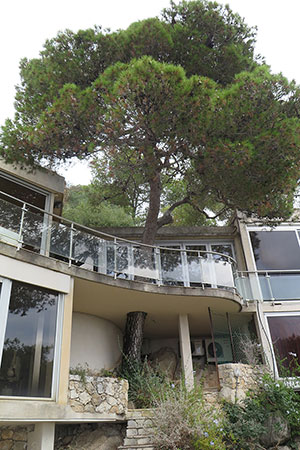 Diagnostic arbre avant travaux