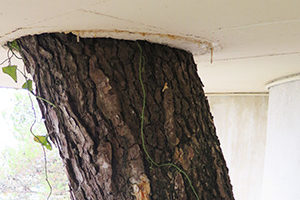 diagnostic phytosanitaire d'arbre avant permis de construire