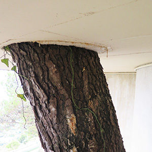 diagnostic phytosanitaire d'arbre avant permis de construire