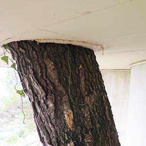 diagnostic phytosanitaire d'arbre avant permis de construire