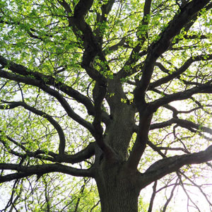 déclaration des droits de l'arbre