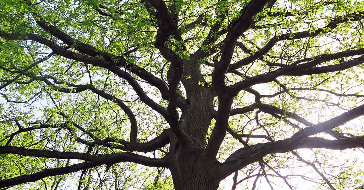 déclaration des droits de l'arbre