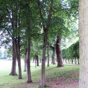 arbres de parcs historiques