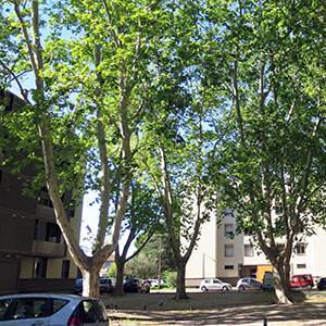 inventaire et diagnostic de patrimoine arboré