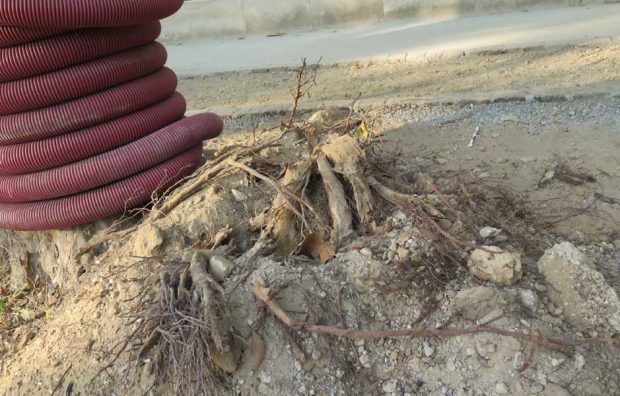 Protection des arbres avant travaux