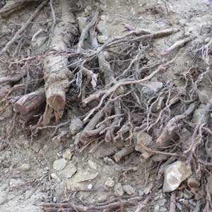 Protection des arbres avant travaux