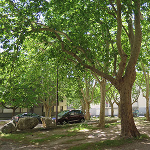 inventaire et diagnostic de patrimoine arboré