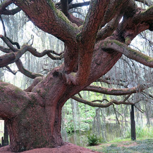 arbre remarquable