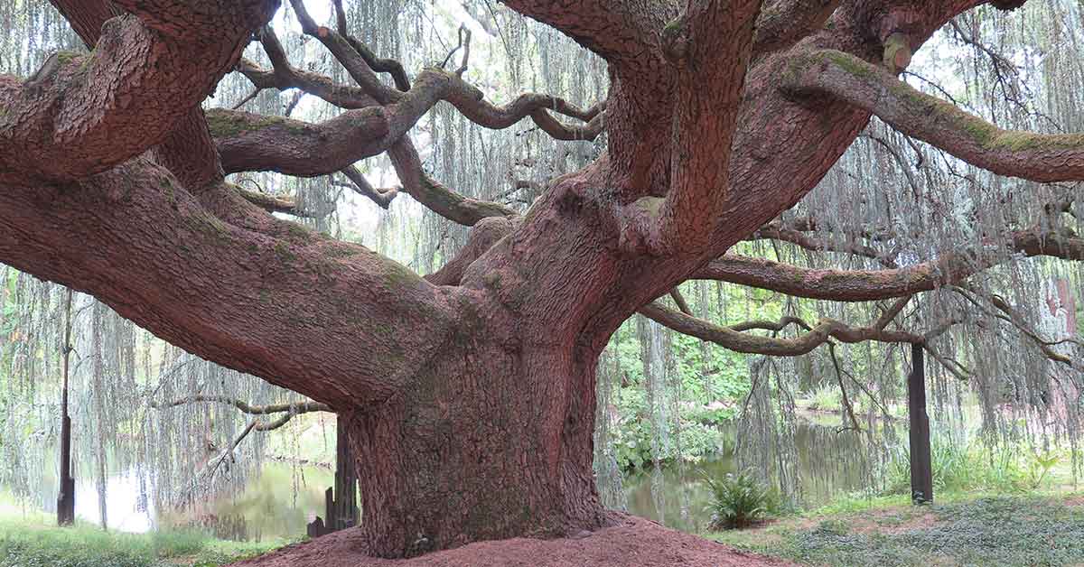 arbre remarquable