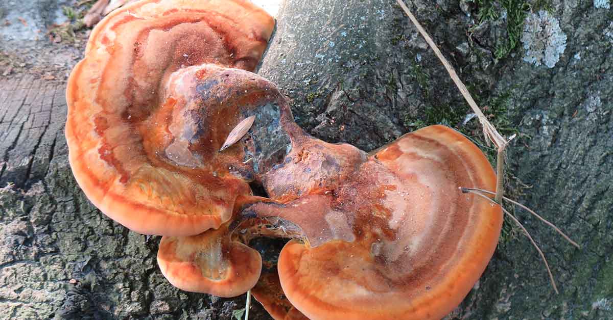 Faut-il s’inquiéter des champignons sur un arbre ?