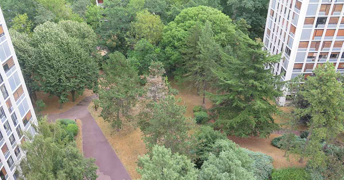 Quelle valeur ont vos arbres en ville?