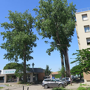 inventaire et diagnostic de patrimoine arboré