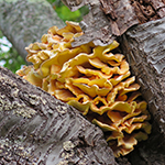 polypore soufré