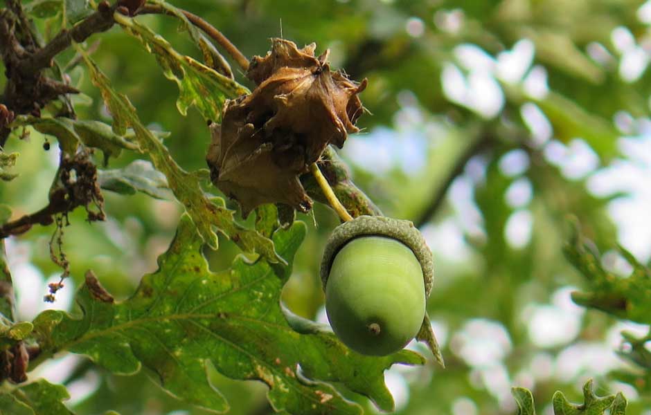 Galle sur gland de Chêne ARBRE PATRIMOINE Conseils en arboriculture ornementale et gestion