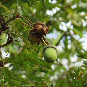 galle sur quercus